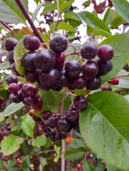 Svartsurbær oppstammet, Aronia Melanocarpa Moskva, Oppstammet, sth 120cm, 10 liter