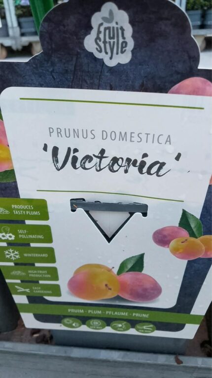 Plomme "victoria"  100/110   5 l potte