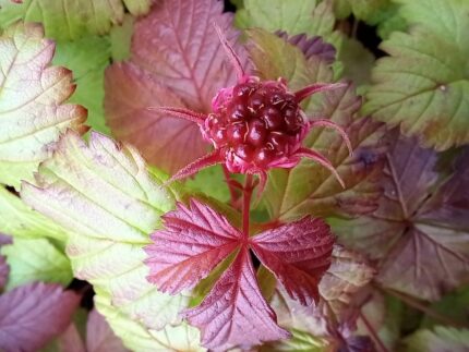 Allåkerbær, Rubus Stellarcticus "Sofia" , pottestr . 1 l.