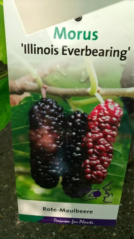 Morbær "Illinoia everbearing"  40/50 cm  3 l potte