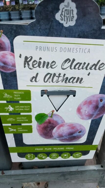 Plomme "Reine Claude D'althans"  100/110  5 l potte