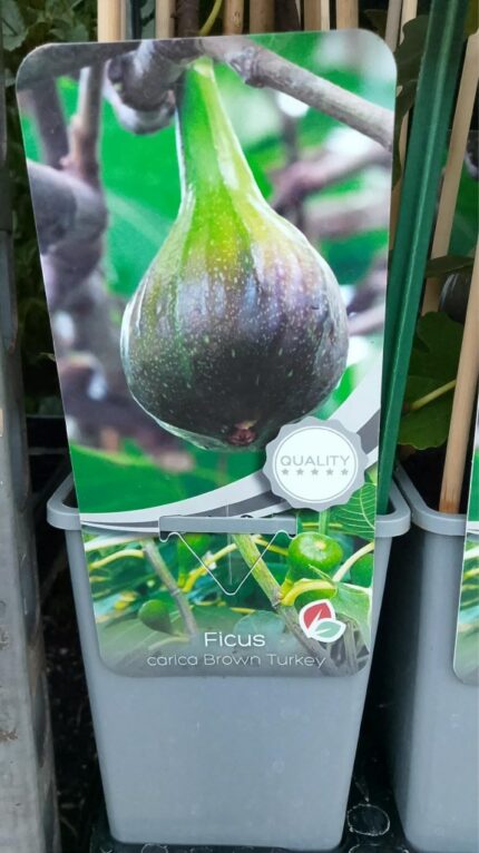 Fiken "Brown Turkey"  30/40cm  1,7 l potte
