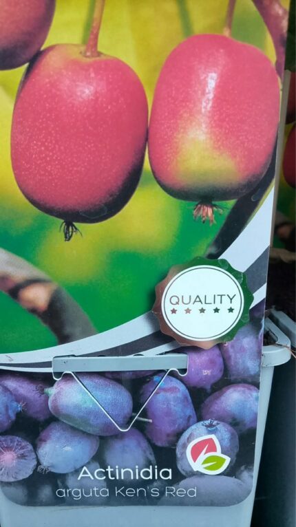 Mini kiwi " ken'sred"   30/40 cm  1,7 l potte