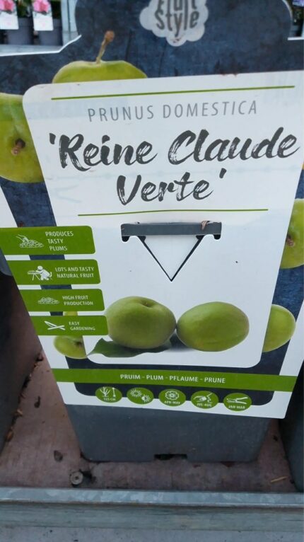 Plomme‘" Reine Claude Verte"  100/120   5 l potte