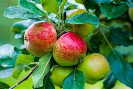 Familietre eple   AROMA OG KATINKA