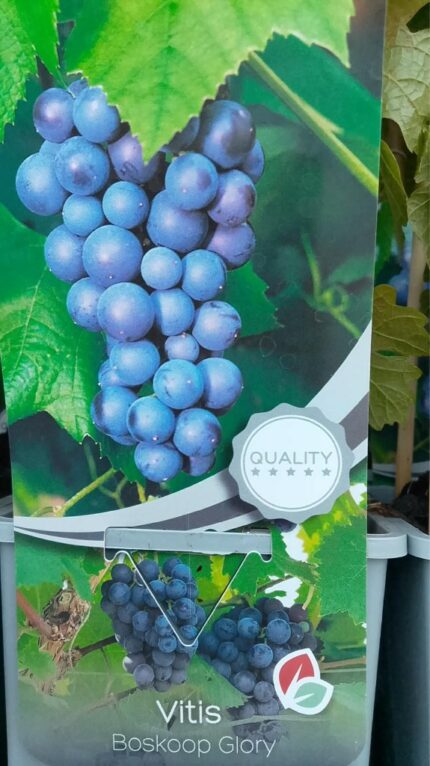 Drue "Booskoop Glory"  30/40 cm  1,7 l potte