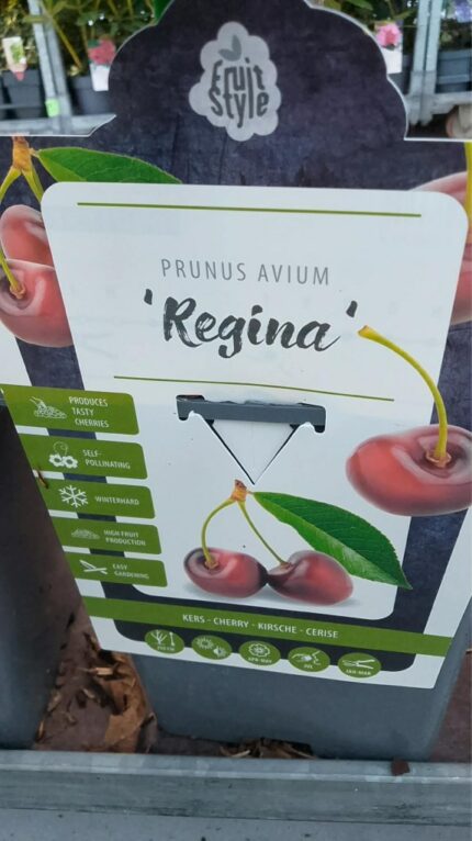 Søtkirsebær "Regina"   100/120   5 l potte