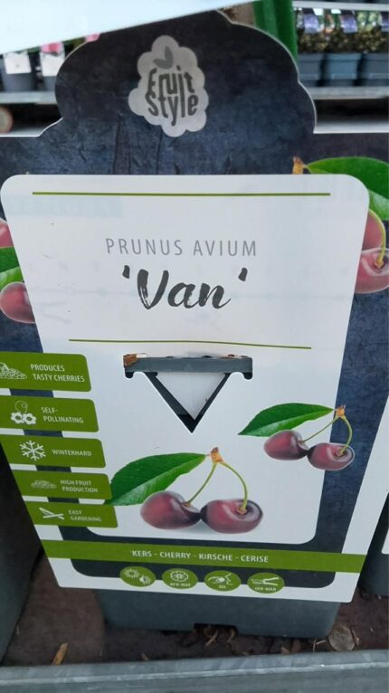 Søtkirsebær "Van"   100/120   5 l potte