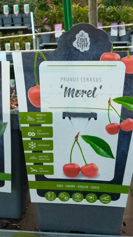 Surkirsebær  "Morel"