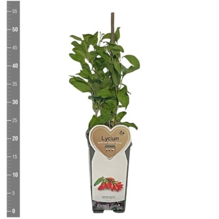 Gojibær ,Lycium Barbarum " Instant success"   30/40 cm  1,7 l potte