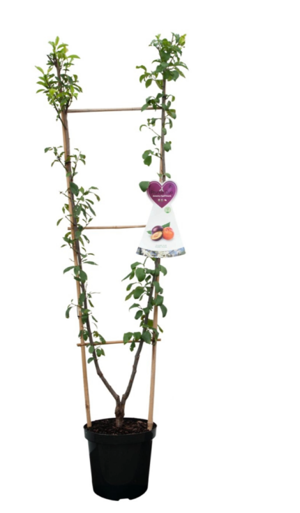 Prunus d. Duo pruim / 110-120cm / 5Lpotte