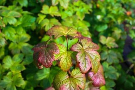 Kryprips - Ribes glandulosum ‘Alaska’ E, pottestr. 1,5 l. (ungplanter)