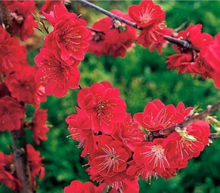 Prunus persica "melred" / 50cm / 3L potte
