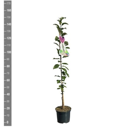 Prunus d. 'Imperial' /ca.150cm /5L potte