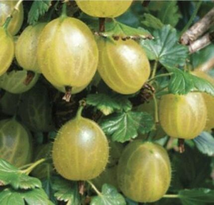 Ribes u.-c. Hinnonmäki Gul ('H. Keltainen') / 1,7L potte