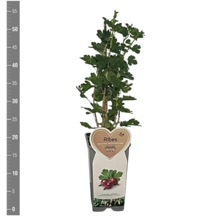 Ribes u.-c. Hinnonmäki Röd ('H. Punainen') / 1,7 L potte