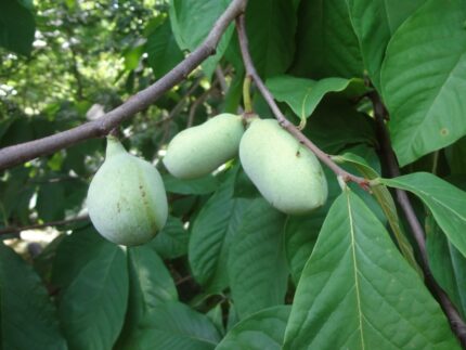 PawPaw  50/60 cm  5 l potte