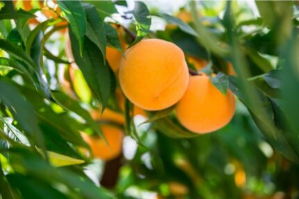 Fersken "Yellow Peach", Prunus Persica, salgshøyde ca. 120 cm, pottestr. 5 l