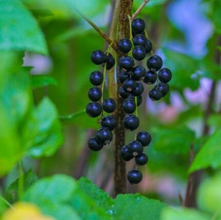 Solbær "Kristin" 3,5 l potte