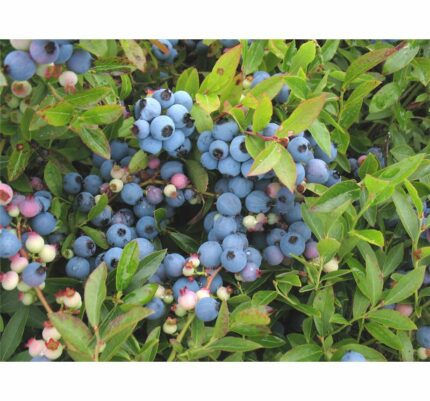Amerikansk Blåbær "Bluecrop" 1,5 liter potte, sh 20-30 cm
