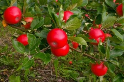 Eple Discovery 10 L 120-140 CM E-plante