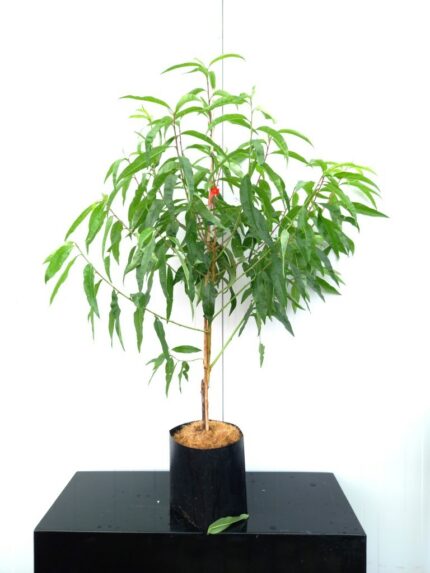 Fersken "Riga ",  10 l. potte, salgshøyde  ca 180-200 cm