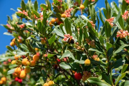 Jordbærtre "Arbutus Unedo", str. 40-50 cm, pottestr. 5 l.