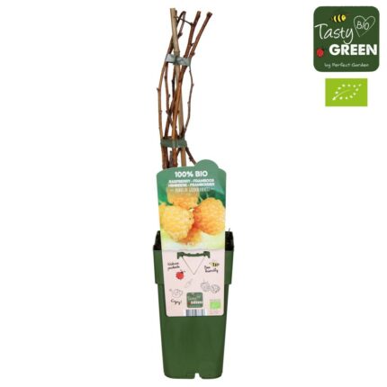 Bringebær "Golden Everest"  1,7 l potte  1-2 greiner