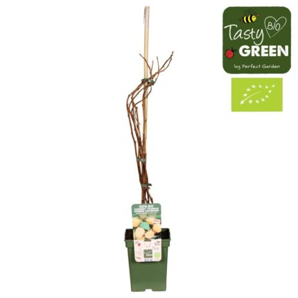 Bringebær "Twotimer sugana Yellow"  1, 7 l potter 100 cm