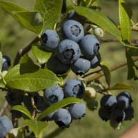 Vaccinium corymbosum 'Bluecrop' / 1,5L potte / 30-40cm