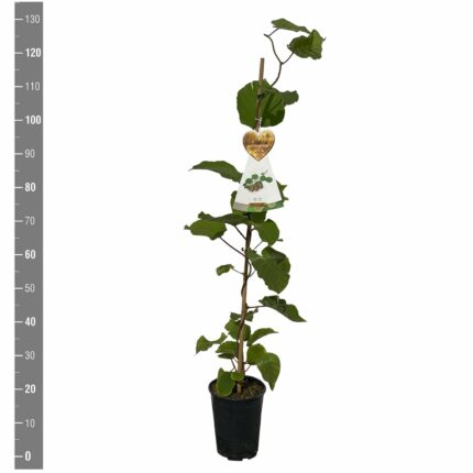 Kiwi "solissimo"  120 cm  5 l potte