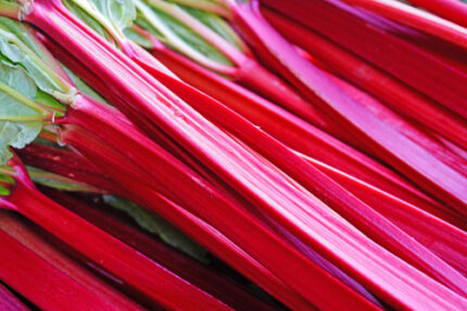 Rabarbra " Holsteiner blut"  4 l potte