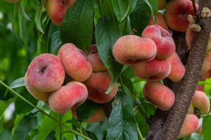 Fersken "Saturn" Donutfersken   5 l potte 120 cm